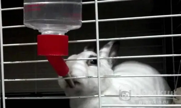 Кролик пьет из поилки