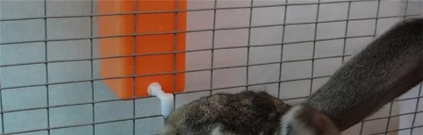 Как быстро приучить кролика к поилке?
