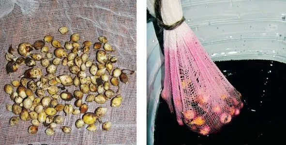 Чем обработать луковицы гладиолусов перед посадкой весной