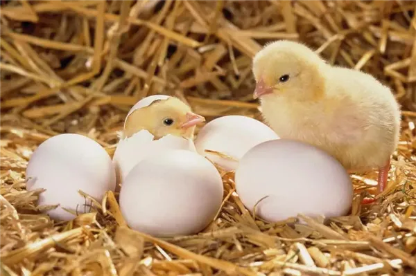 Цыплята и яйца