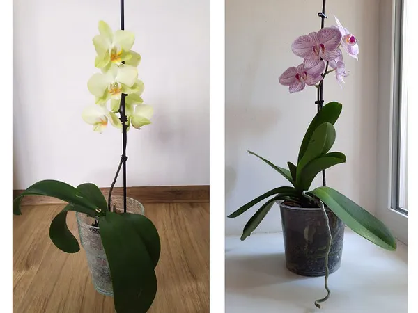 Цветущие орхидеи Phalaenopsis