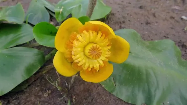 Цветок кубышка желтая