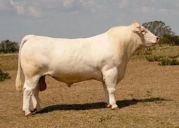 бык мясной породы шароле