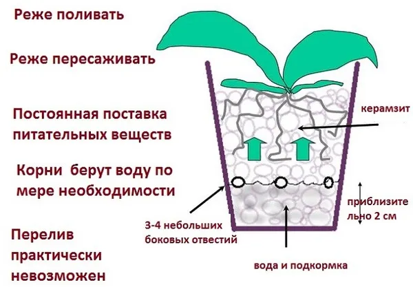 Схема посадки орхидеи в керамзит