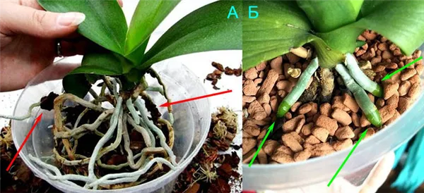 Как правильно сажать орхидею в Серамис