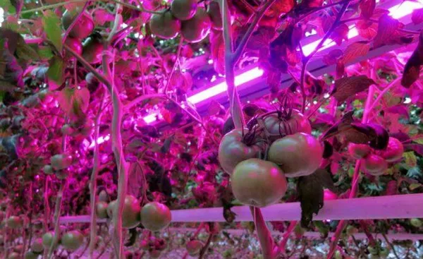 Рост помидоров под светом фитоламп