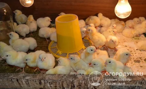Брудер для цыплят должен быть оснащен осветительными и обогревательными (желательно с возможностью регуляции) приборами, удобной кормушкой и поилкой