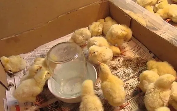 Первая кормежка цыплят осуществляется сразу же после пересадки в ящик или коробку