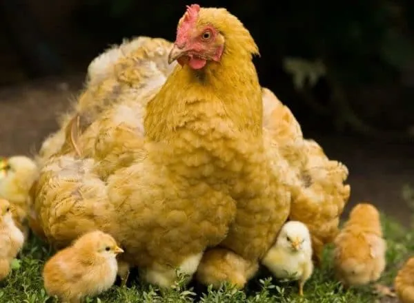 После того как птенчики вернулись к маме, все семейство помещают в теплый птичник без сквозняков