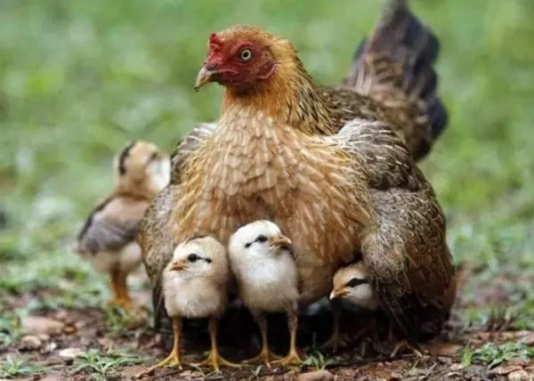 Чтобы мамаша приняла цыплят, их желательно подсаживать ночью, в темноте