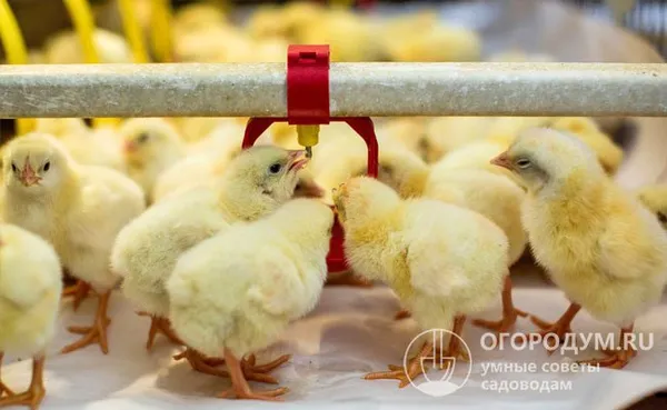 Птенцы, купленные в возрасте 1-3 суток, при грамотном подходе к кормлению к осени набирают приличный вес и обеспечивают получение вкусного, экологически чистого мяса