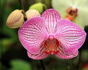 Удобрение янтарной кислотой орхидеи
