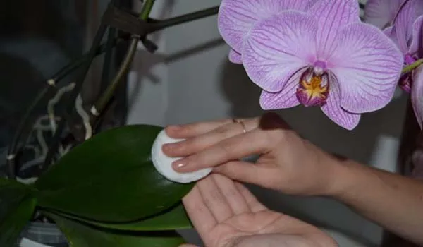 Обтирание листьев орхидеи