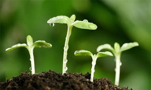 Превращение азота в растениях