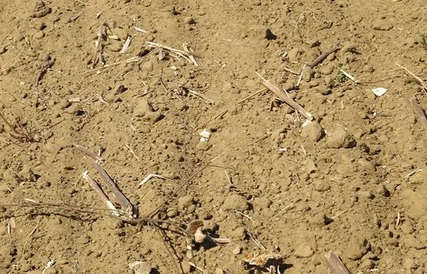 песок с почвы 