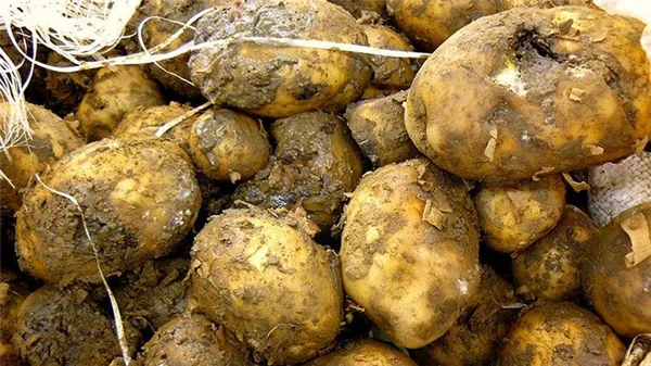 Что делать, если гниет картошка в погребе, почему это происходит и как предотвратить проблему
