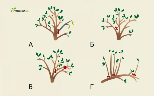Формирующая обрезка молодой плодоносящей яблони направлена на удаление: А - мертвых ветвей, Б - растущих внутрь, В - трущихся друг с другом, Г - загущающих крону 