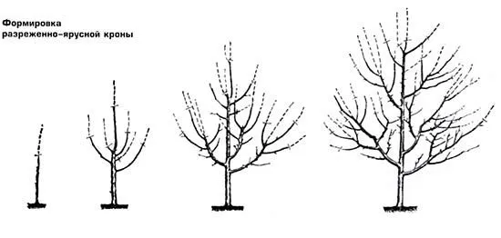 Схемы формирования кроны яблони и правила обрезки ветвей