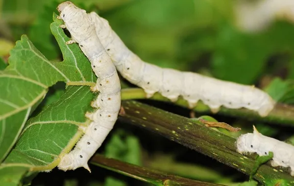 Тутовый-шелкопряд-насекомое-Описание-особенности-виды-и-среда-обитания-шелкопряда-25