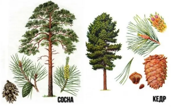 Взрослое кедровое дерево имеет довольно внушительные размеры