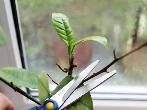 Как правильно обрезать мандариновое дерево в домашних условиях: пошаговая инструкция