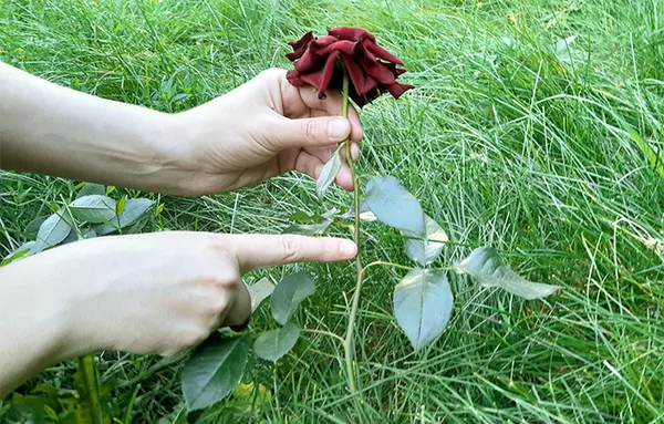 Узлы и междоузлия на стебле розы