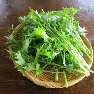 Сорт японской капусты Изумрудный узор