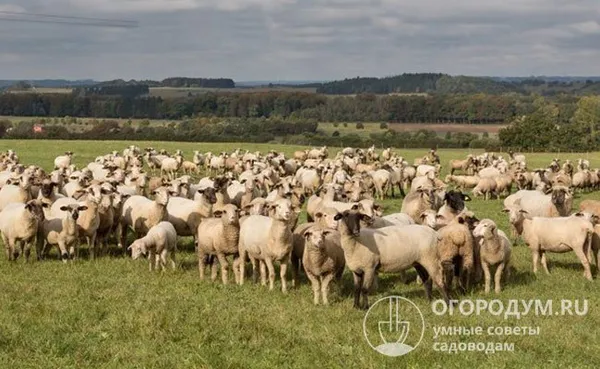 Катумские овцы послушны, флегматичны, обладают умеренным стадным инстинктом: держатся за вожаком и редко разбредаются