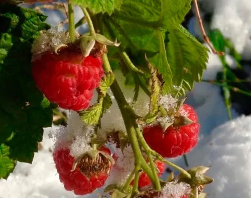 ягоды малины до зимы