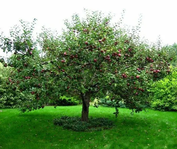 Яблоня отлично впишеться в дизайн любого садового участка