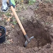 Подготовьте яму перед высадкой смородины
