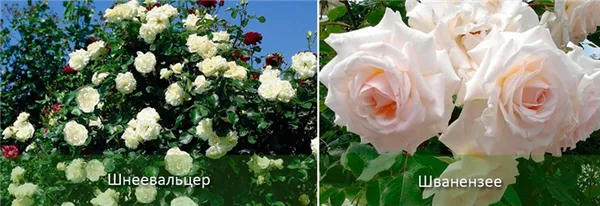 Белые сорта роз