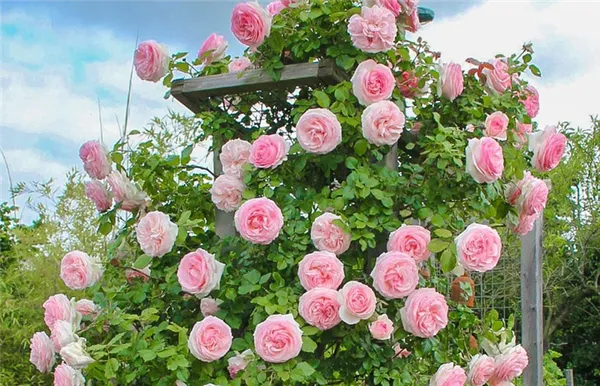 плетистые крупноцветковые розы