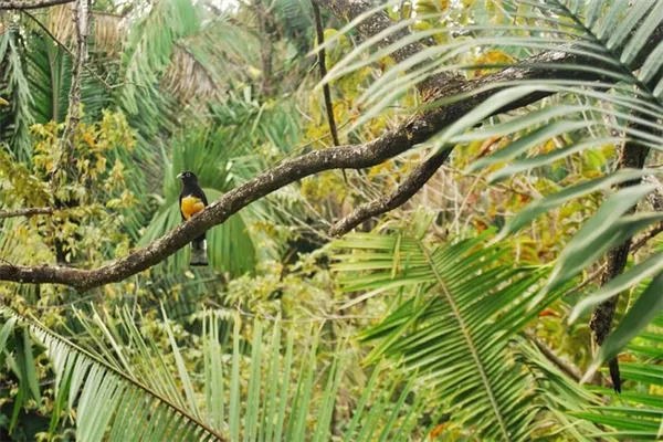 влажные дождевые экваториальные леса климат животные и растения