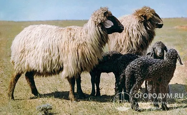 Смушковое овцеводство – отрасль, поставляющая сырье для производства меховой продукции