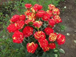 Выращивание сорта роз спрей