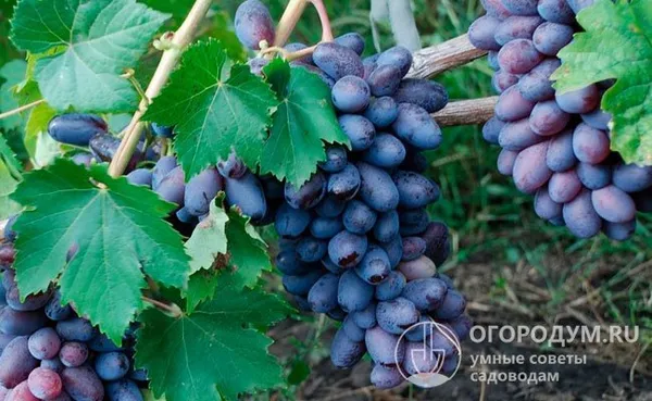 Визитная карточка винограда «Байконур» (на фото) – очень крупные по размерам и оригинальные по форме красно-фиолетовые, почти синие ягоды с легким фруктовым привкусом