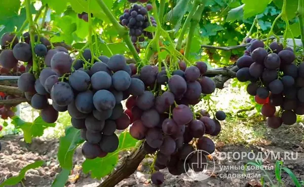 «Рошфор» (на фото) блестяще сочетает сверхранний срок созревания и очень крупную гроздь, с темноокрашенными ягодами