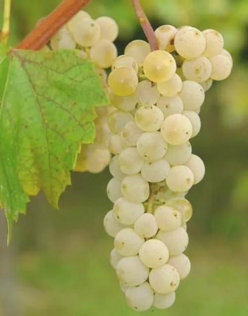Для чего используют технический виноград. Особенности технических сортов винограда при выращивании.