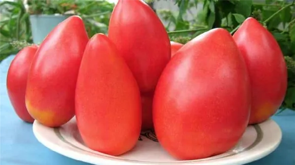 Стойкий к заболеваниям и неприхотливый в уходе томат 