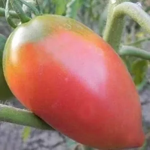 Стойкий к заболеваниям и неприхотливый в уходе томат 