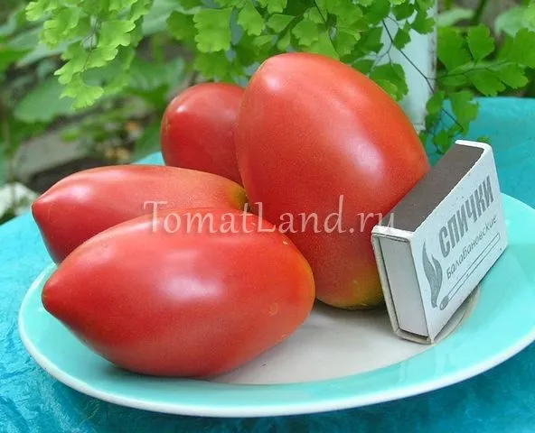 помидоры Розовая стелла фото