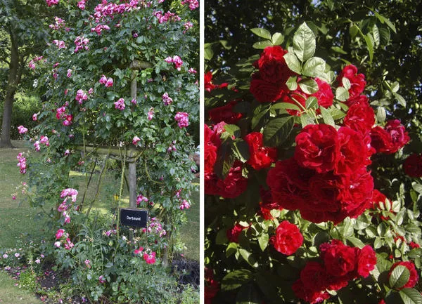 Слева: роза Dortmund представитель группы розы Кордеса. Фото автора. Справа: цветки розы Flammentanz. Фото Serdolis
