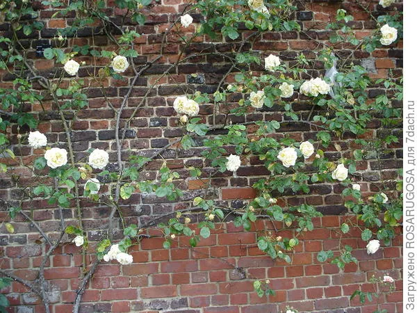 Вьющаяся роза как украшение стены
