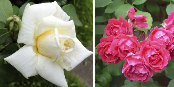 Слева: цветок классической бокаловидной формы у сорта Ilse Krohn Superior. Справа: соцветие розы Sympathy. Фото автора