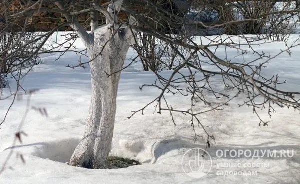 Морозоустойчивость позволяет дереву выдерживать низкие температуры (до −25 ℃) и их резкие перепады