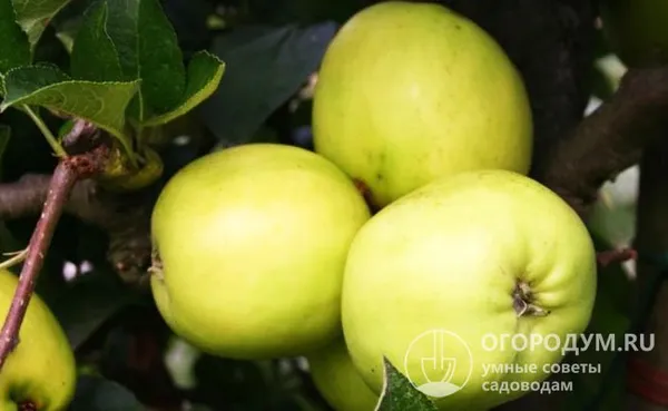 Яблоко сорта Антоновка в разрезе