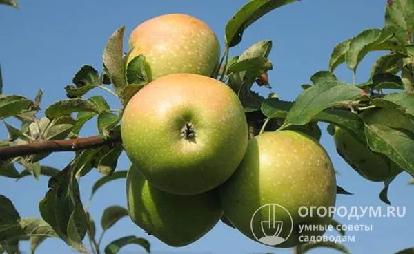 Для яблок «Симиренко», поспевающих в южных садах, характерно наличие тускло-малинового румянца на солнечном боку плодов, особенно при позднем сборе