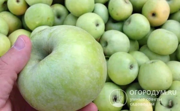 Превосходные вкусовые качества плодов подчеркивает одно из названий этой яблони – «Ренет зеленый бесподобный» или «несравненный»