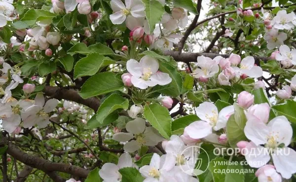 Цветение среднепозднее, в этот период деревья покрываются белыми цветами и нежно-розовыми бутонами